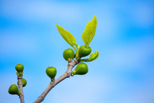 Young Figs Tree Leaves Agasnst Blue Sky