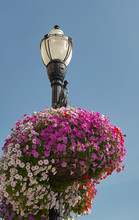 Lamp Post With Flowers Free Stock Photo - Public Domain Pictures
