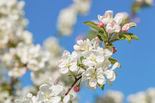 Blossoming Apple Tree In The Garden. White Flowers In Springtime. Spring Nature Wallpaper. Shallow Depth Of Field. Toned Image. 