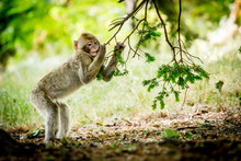 Young Barbary Macaque, Trentham Monkey Forest, Stoke-on-Trent, Staffordshire, England.