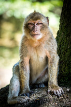 Barbary Macaque, Trentham Monkey Forest, Stoke-on-Trent, England