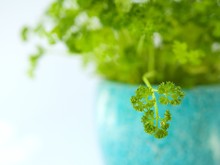 Closeup Of A Curly Parsley Plant In A Beautiful Turquoise Pot On A White Background Isolated.