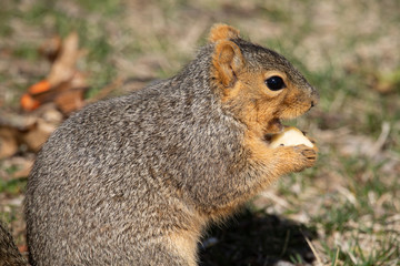 eastern fox squirrel looking for food in the park on a sunny day