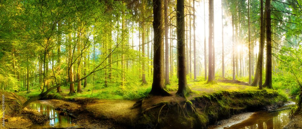 Panorama of a fresh green forest in spring with bright sunlight shining through the trees  - obrazy, fototapety, plakaty 