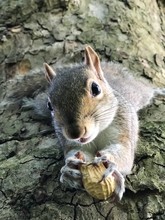 Close-up Portrait Of Squirrel Holding Peanut On Tree Trunk
