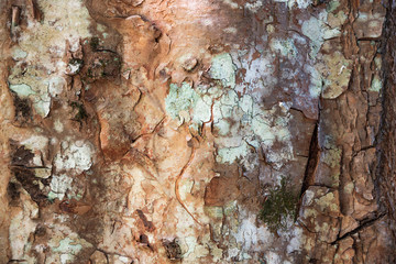 Tree brak background texture, high resolution.