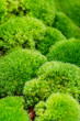 green moss plant  close-up   plant 