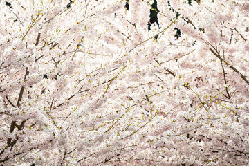 Wall Mural - nature background of beautiful dense pink cherry flowers blooming on the branches in the park