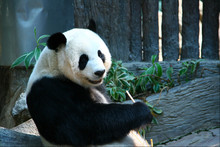 Panda At Zoo