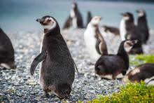 Magellanic Penguin Colony On Martillo Island In The Beagle Channel, Ushuaia, Tierra Del Fuego Archipelago, Southern Argentina.