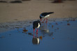 © Jason - A pied oyster catcher hunting on the beach at dawn - landscape