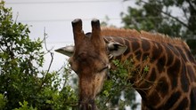 Giraffe Eating And Sticking Out Its Tongue