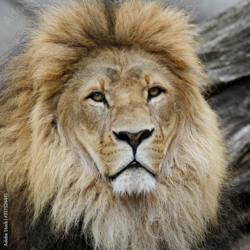 Photographie Close-up Portrait Of Male Lion