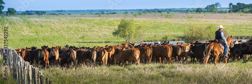 Cuadros en Lienzo Cowboy moving cattle to new pasture on the ranch