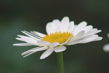 Close-up Of White Cosmos Flower Blooming Outdoors