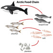 Diagram of arctic food chain from plantons to orca