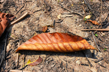 some close up of brown leaf over summer season