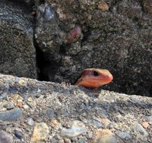 Lizard On Rocks