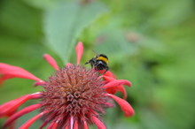 Close-up Of Bumblebee On Red Flower