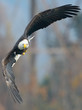 © Brian E Kushner - Bald Eagle in Flight with Fish