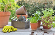 gardening equipment among plant in flower pot on a table in garden