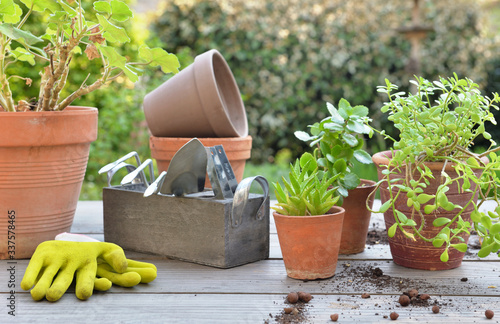 Cuadros en Lienzo gardening equipment among plant in flower pot on a table in garden