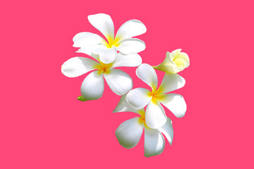 Canvas Print - Hawaiian white plumeria flower