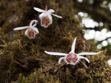 White And Red Wild Orchid On Tree In A Forest Of The Himalayas. Pleione Humilis Species.