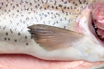 Fin trout fish as background.