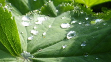 Close-up Of Raindrops On Leaf