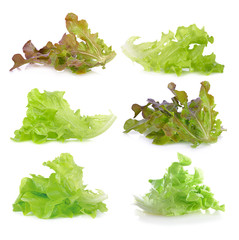 Fresh  lettuce leaves isolated on white background.