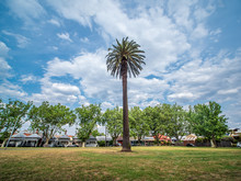 Gahan Reserve, Public Park In Abbotsford, Victoria. A Palm Tree In The Middle Of A Green Fild, Surrounded By Trees, And A Blue Sky Background, Family Houses In The Back Of The Picture.
