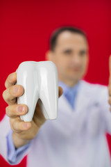 Wall Mural - Portrait of a dentist holding a tooth model, isolated on red background with copy space. Showing thumb up like. Adult caucasian doctor in white medial coat. Face blur. Vertical shot.