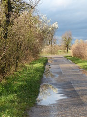 Wall Mural - Weg im Frühling