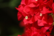 Micro Shot Of Red Bougainvillea Flower, Flower Background