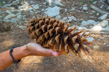 Huge Tree Cone Found In Sequoia National Park, United States