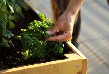 picking homegrown parsley from a herbal raised bed on a balcony