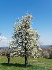 Canvas Print - (Pyrus communis) Floraison printanière blanche et décorative du poirier commun sous un ciel bleu 