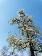 Canvas Print - (Pyrus communis) Haute Cime pyramidale aux branches sans feuilles mais garnie de fleurs blanches du poirier commun sous un ceil bleu