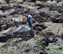 Wildlife Photo Of Brown Pelicans At A Wildlife Refuge In Costa Rica