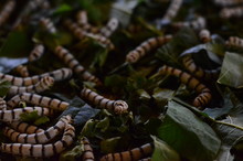 Close Up Silkworm Eating Mulberry Green Leaf