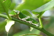 Raupe vom gewöhnlicher Mormone (Papilio polytes)
