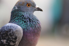 Close Up Head Shot Of Beautiful Pigeon Bird, Pigeon Close Up On Blue Background