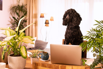 Black standard poodle sitting at a desk in front of a computer as an office manager