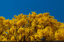 Close-up Of Yellow Flowers Against Clear Blue Sky