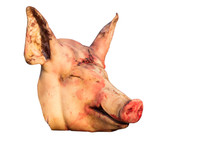 The Isolate Of Severed Head Of A Pig. Killing Animals. 3D Illustration For Design.
