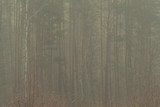 Fototapeta Na ścianę - Sosnowy las w porannej mgle.