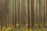 Fototapeta  - Sosnowy las w porannej mgle.
