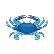 Blue Crab on a white background in watercolor style. Realistic, artistic, colored drawing of a blue crab. Vector illustration.