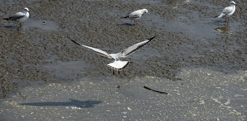 Seagulls flying over the sea. Pier on background